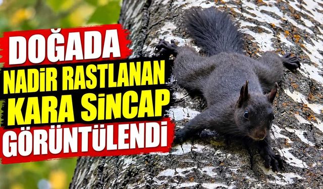 Doğada nadir rastlanan kara sincap görüntülendi