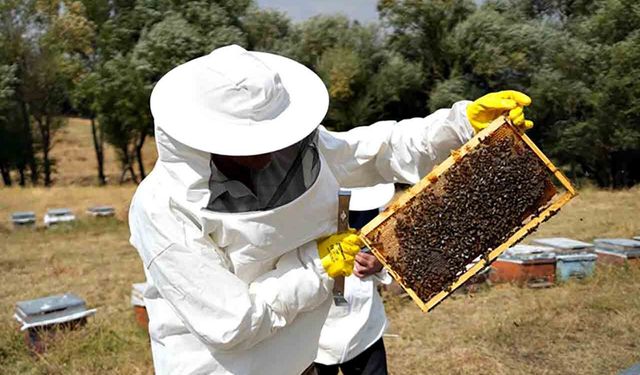 Muş'ta bal hasadı tamamlandı: 700 ton bal elde edildi