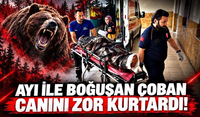 Yaylada ayı saldırdı: Yaralı helikopterle hastaneye taşındı