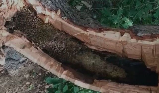 Bingöl’de ağaç kovuğundan kilo kilo bal çıktı