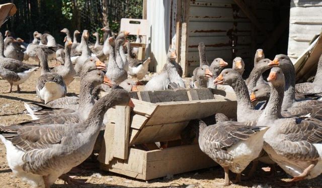 Pandemide köyüne döndü, kaz çiftliği kurdu