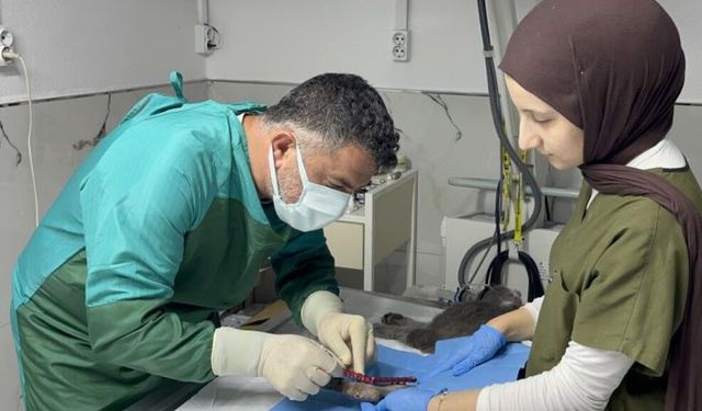 8’inci kattan düşen kedi 4 günde yeniden yürüdü