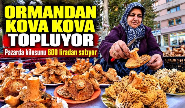 Ormandan kova kova topluyor, pazarda kilosunu 600 liradan satıyor