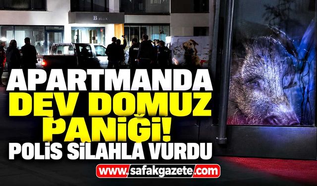Siteye giren dev domuz paniği! Polis silahla vurdu