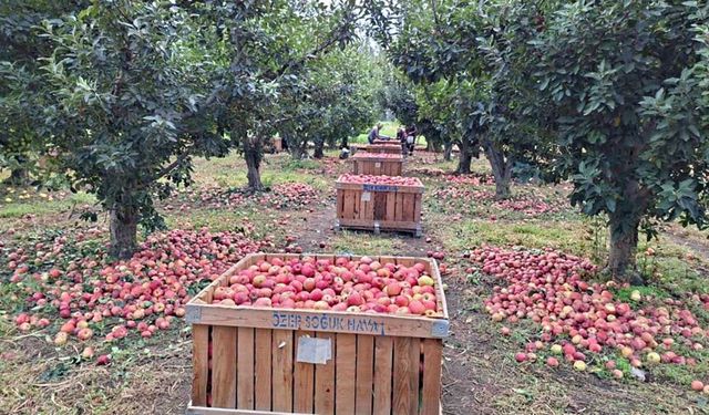 Elma üreticisi maliyet altında eziliyor