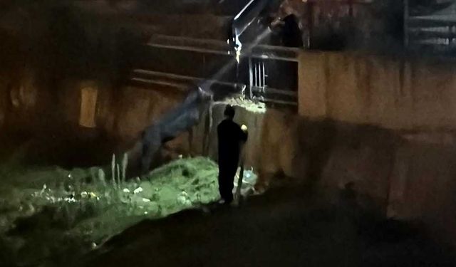 Vinçle kurtarılmayı bekleyen eşek sahibine koştu