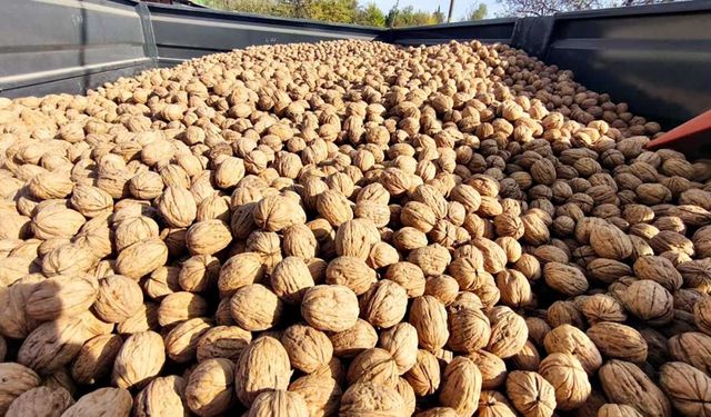 400 ton ceviz rekoltesi bekleniyor: Üreticiler ürün kalitesi ve verimden memnun