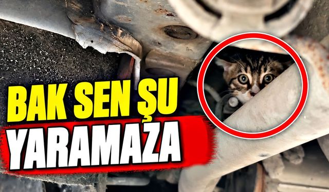 Aracın altına giren yavru kedi kurtarıldı