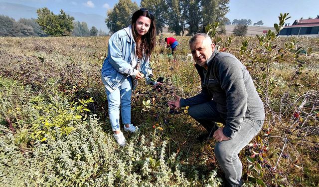 Aronya için yeniden üniversiteli oldu: Tezini de ürünü üzerine hazırlıyor