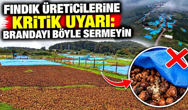 Fındık üreticilerine kritik uyarı: Brandayı böyle sermeyin