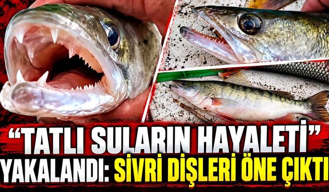 Keban Barajı’nda oltaya takıldı: Sivri dişleri dikkat çekti