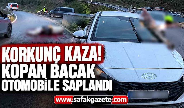 Korkunç kaza! Atın kopan bacağı otomobile saplandı