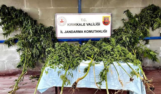 Narkotik köpeği Evin bahçede tepki verdi: Kenevir ve esrar ele geçirildi