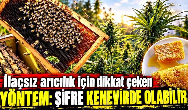 İlaçsız arıcılık için dikkat çeken yöntem: Şifre kenevirde olabilir
