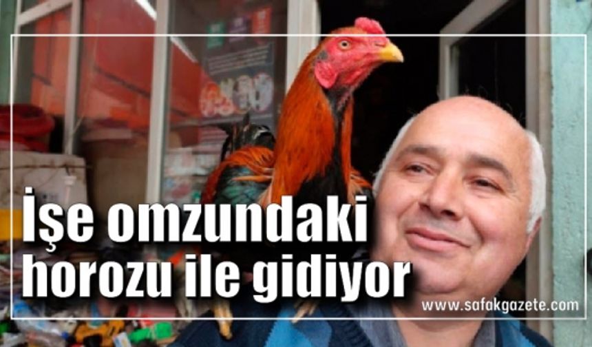 Her gün işe omzundaki horozu ile birlikte gidiyor