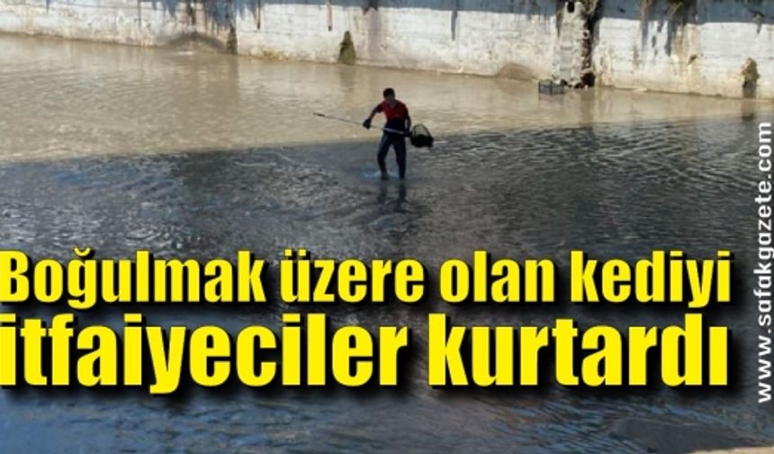 Derede boğulmak üzere olan kediyi, itfaiyeciler kurtardı