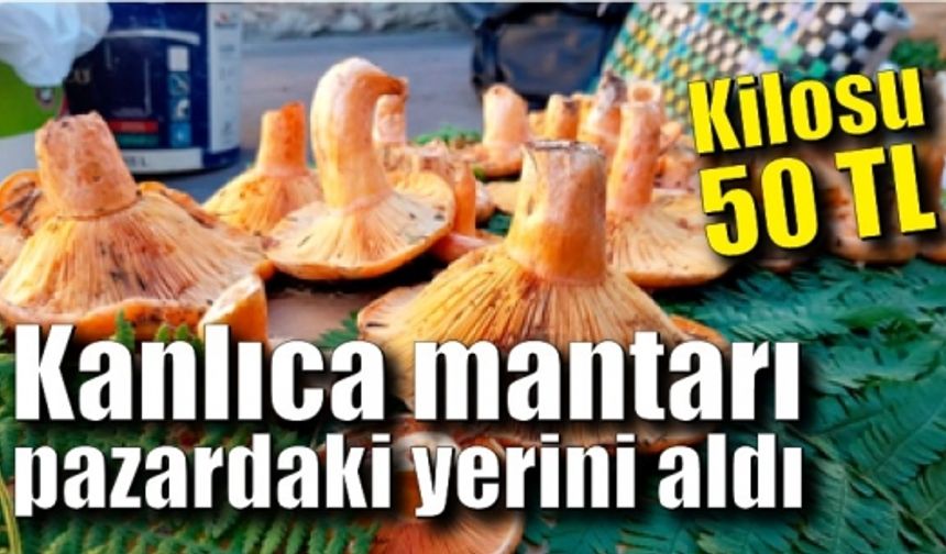 Kanlıca mantarı 50 TL’den pazardaki yerini aldı