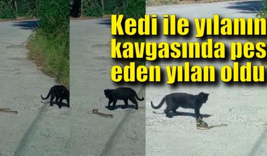 Kedi ile yılanın kavgasında pes eden yılan oldu