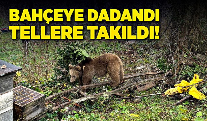 Bahçeye dadandı, tellere takıldı!