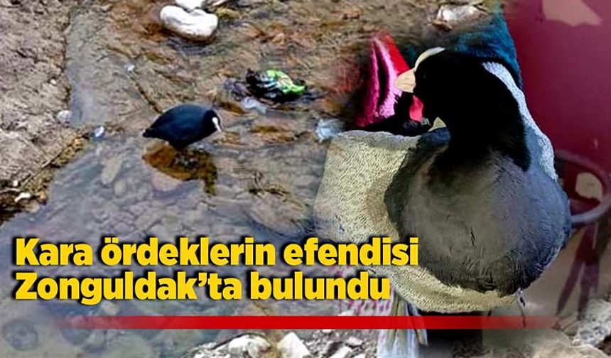 Kara ördeklerin efendisi Zonguldak’ta bulundu