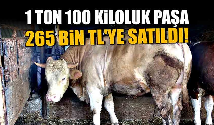 1 ton 100 kiloluk Paşa 265 bin TL’ye satıldı!