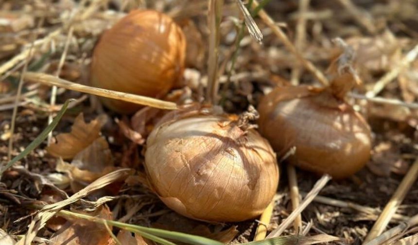 Ticaret Bakanlığı, Ankara’da boş araziye dökülen soğanlar için çalışma başlattı