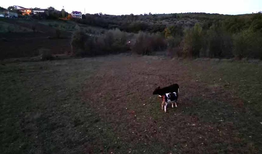 Kayıp hayvanlar dron ile bulundu