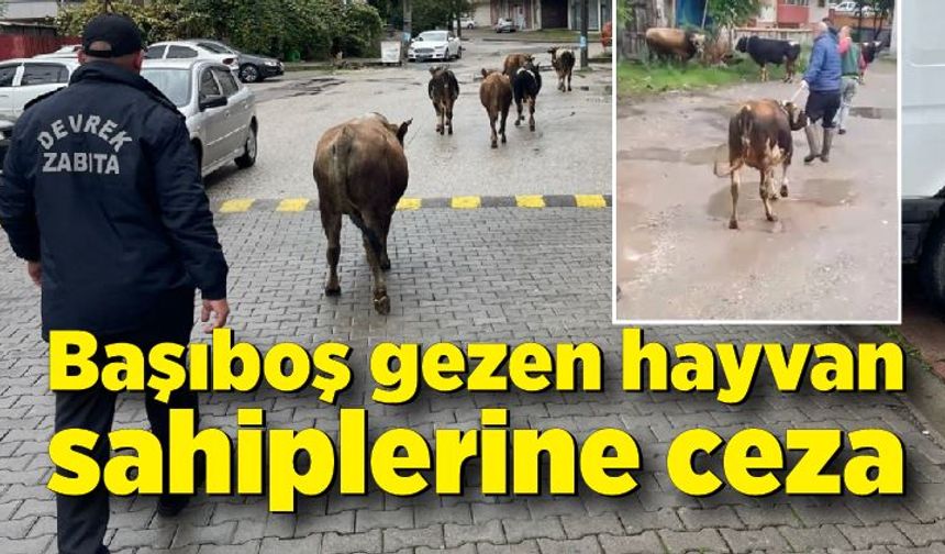 Başıboş gezen hayvan sahiplerine ceza