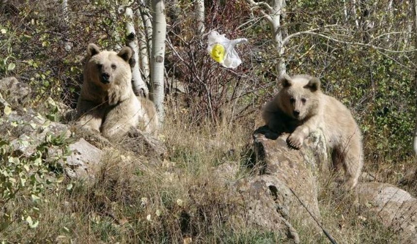 Nemrut Kalderası kış sezonu boyunca ziyarete kapatıldı