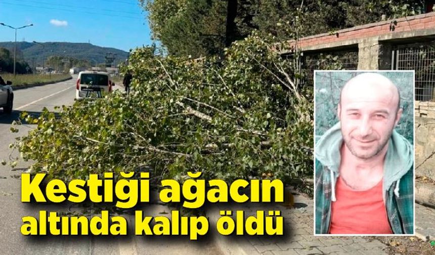 Kestiği ağacın altında kalıp öldü