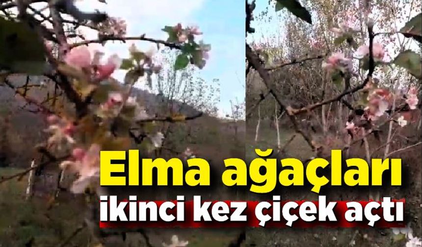 Elma ağacı Kasım ayında ikinci kez çiçek açtı