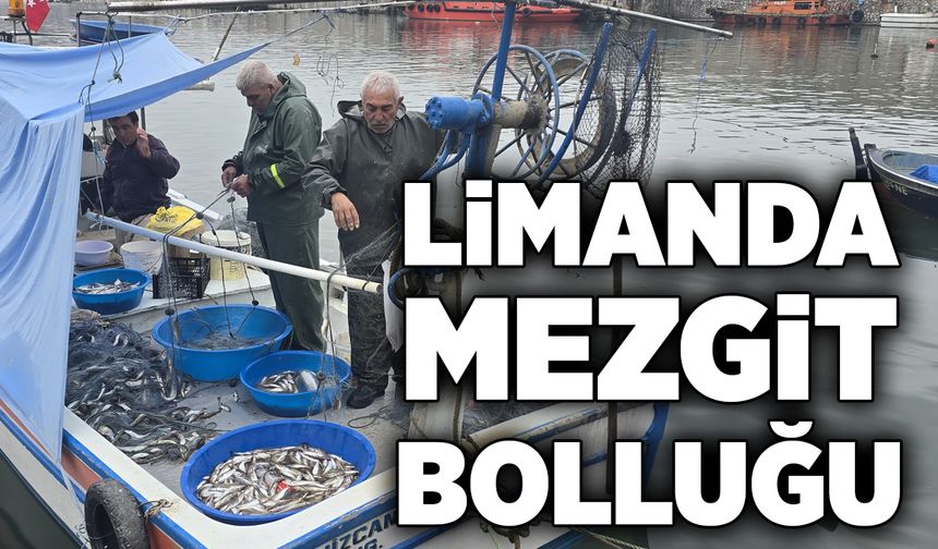 Limanda mezgit bolluğu