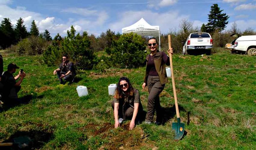 Kastamonu’da yaban hayatı için ormanlık alana fidan dikildi