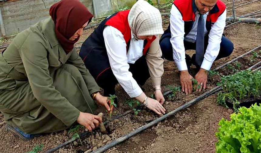 Devlet destekli domates ve hıyar fidesi dağıtıldı