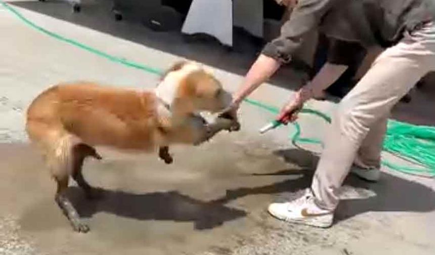 Ayakları betona bulanan köpeğe esnaftan yardım eli