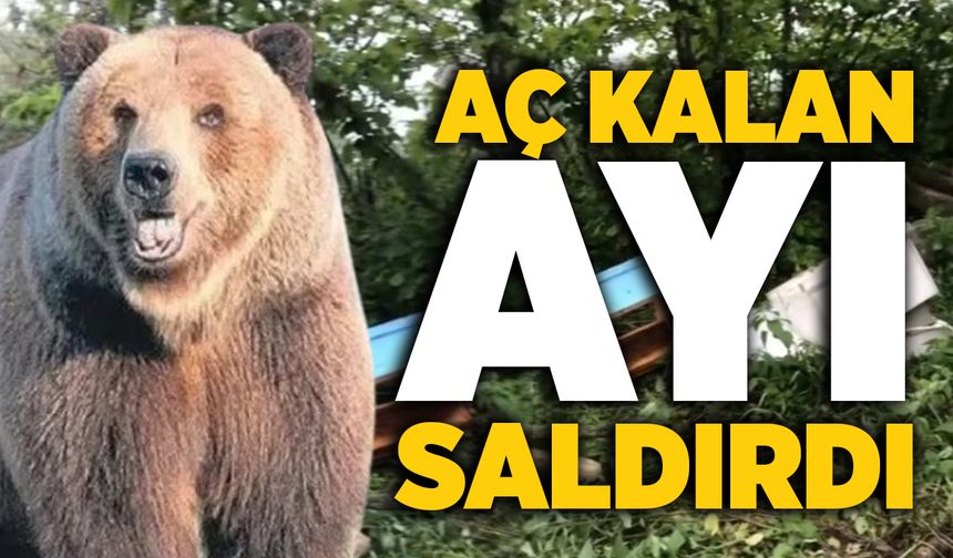 Aç kalan ayı, arı kovanlarına saldırarak parçaladı