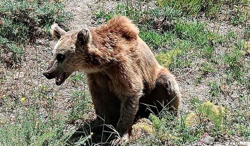 Nemrut’a giden vatandaşlara 'bozayı' uyarısı