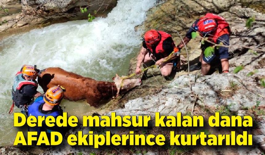 Derede mahsur kalan dana AFAD ekiplerince kurtarıldı