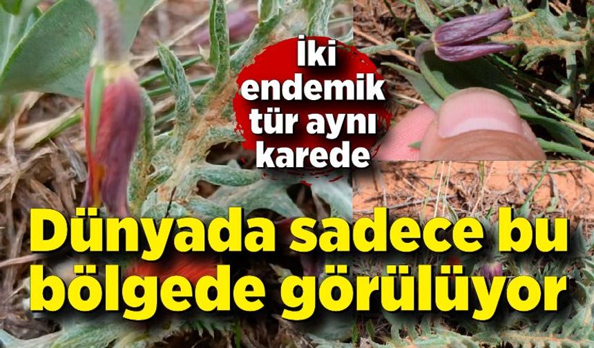 Dünyada sadece bu bölgede görülüyor: İki endemik tür aynı karede