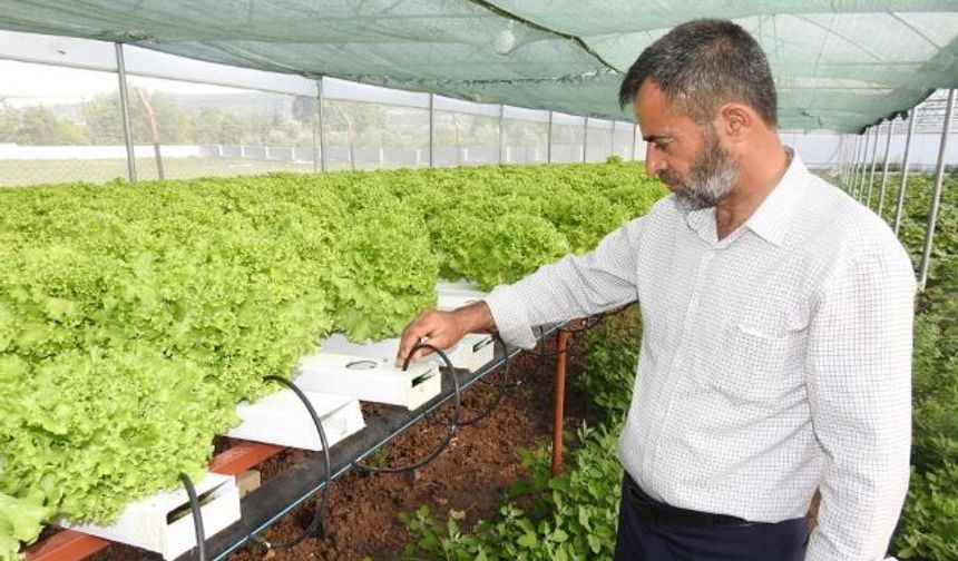 70 günde yetişen marulu topraksız tarımla 30 günde üretiyor