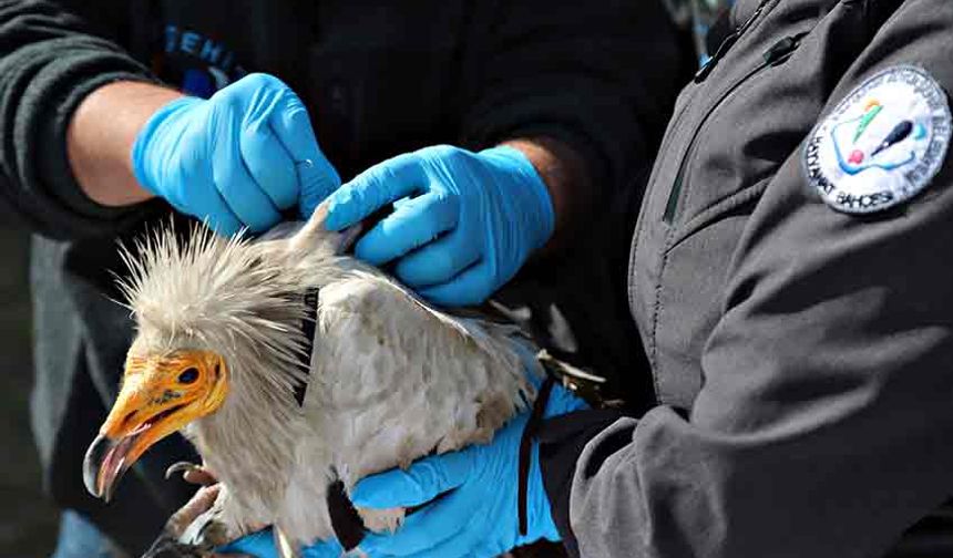 Verici takılan akbaba, 3 yılda 101 bin 230 kilometre uçtu