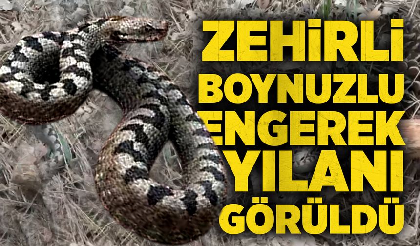 Zehirli boynuzlu engerek yılanı görüntülendi