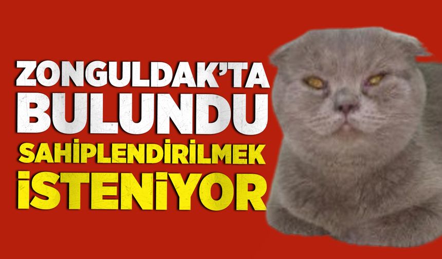 Zonguldak’ta bulunan cins kedi sahiplendirilmek isteniyor