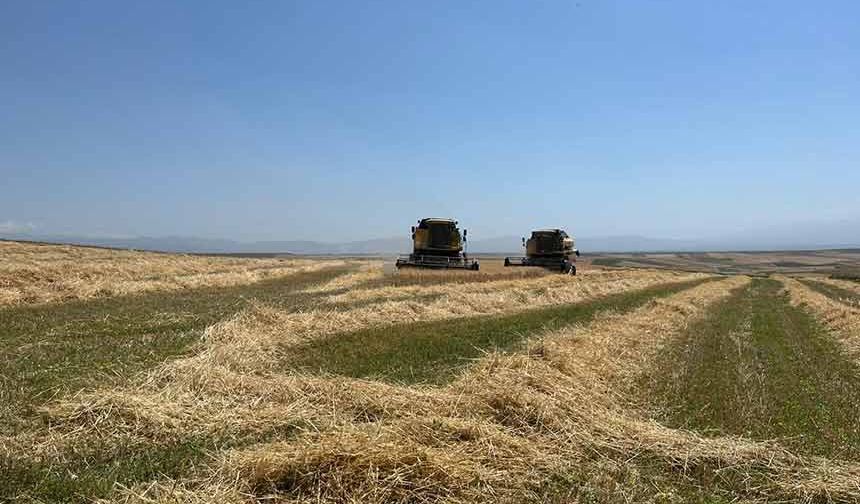 Kars'ta Ata tohumu arpa ile bereket fışkırdı: Çiftçinin yüzü güldü