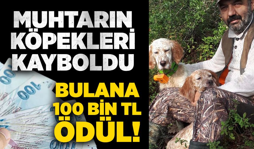 Muhtarın köpekleri kayboldu: Bulana 100 bin TL ödül!