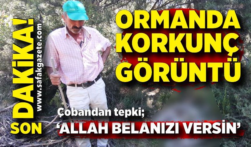 Ormanda korkunç görüntü! Çobanlık yapan bir vatandaş, 'Allah belanızı versin'