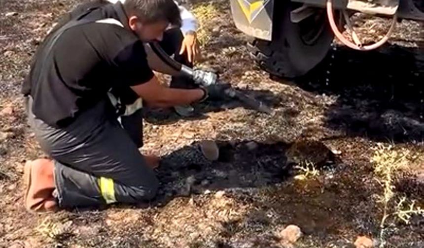 Yangından etkilenen kirpiye elleriyle su verdiler
