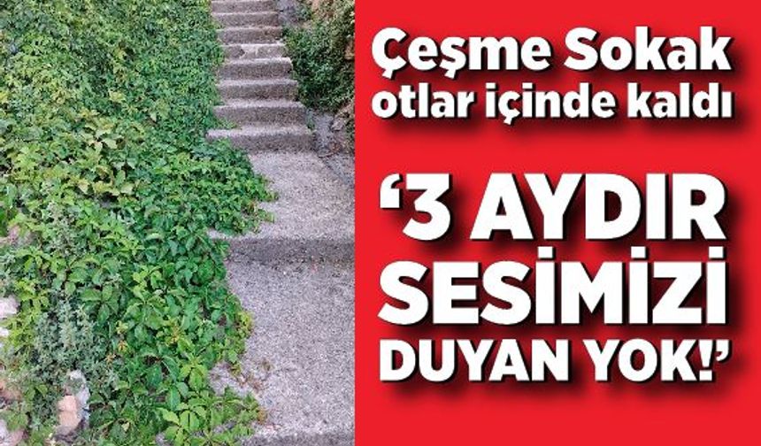 Çeşme Sokak otlar içinde kaldı: “3 aydır sesimizi duyan yok!”