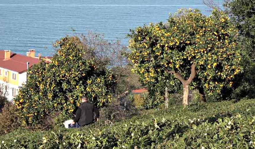 Derepazarı mandalinasında hasat başladı