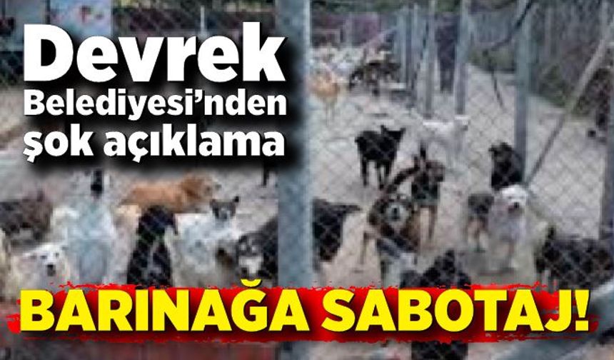 Devrek Belediyesi’nden şok açıklama: Barınağa sabotaj!